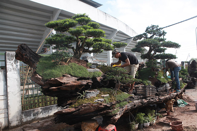 chiem nguong doi tung tren than go 1000 nam tuoi o ha noi hinh anh 8