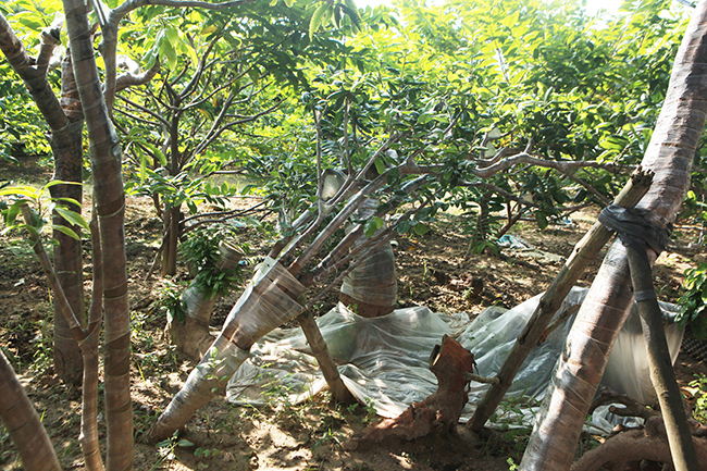 “dot nhap” vuon mai vang yen tu co thu cua dai gia quang ninh hinh anh 17