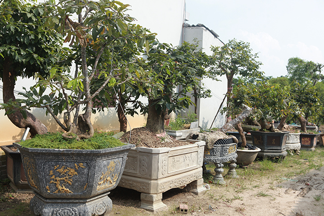 “dot nhap” vuon mai vang yen tu co thu cua dai gia quang ninh hinh anh 7