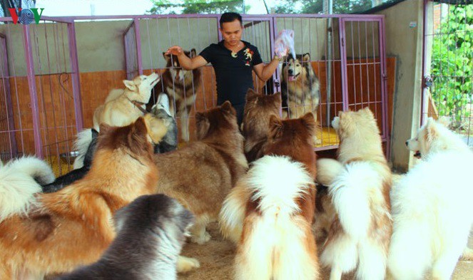 Top 4 Trang trại nuôi Chó lớn nhất Việt Nam 2023  GiaNongSan