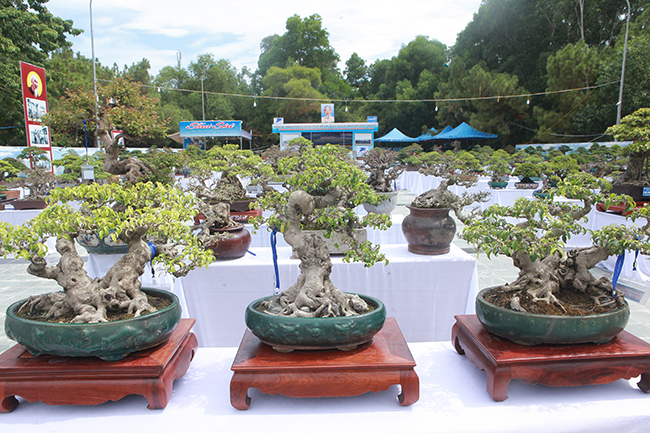 nguoi viet no nuc mang sanh bonsai gia ca tram trieu di trien lam hinh anh 1