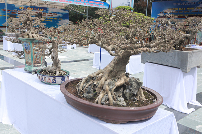 nguoi viet no nuc mang sanh bonsai gia ca tram trieu di trien lam hinh anh 10