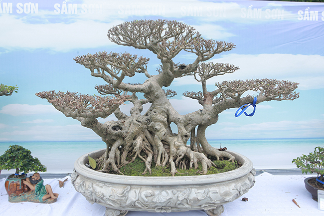 nguoi viet no nuc mang sanh bonsai gia ca tram trieu di trien lam hinh anh 12