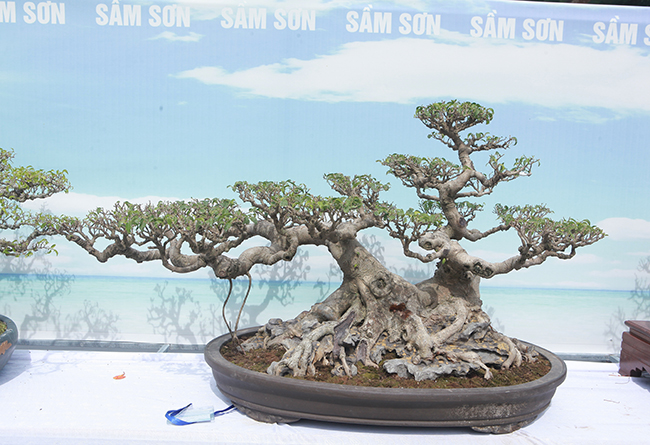 nguoi viet no nuc mang sanh bonsai gia ca tram trieu di trien lam hinh anh 14