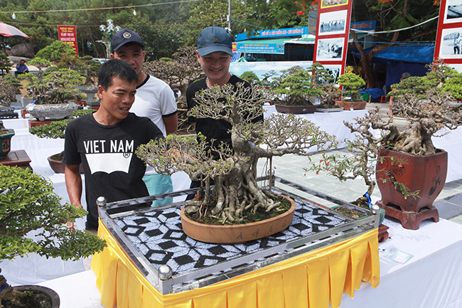 nguoi viet no nuc mang sanh bonsai gia ca tram trieu di trien lam hinh anh 3