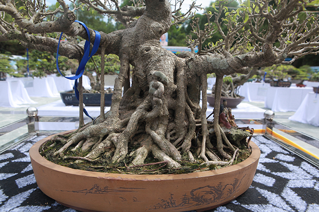 nguoi viet no nuc mang sanh bonsai gia ca tram trieu di trien lam hinh anh 4