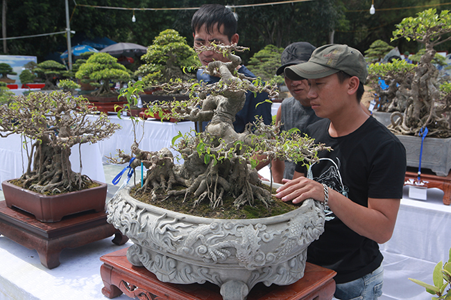 nguoi viet no nuc mang sanh bonsai gia ca tram trieu di trien lam hinh anh 5