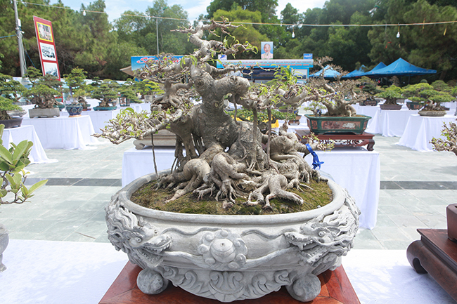 nguoi viet no nuc mang sanh bonsai gia ca tram trieu di trien lam hinh anh 6