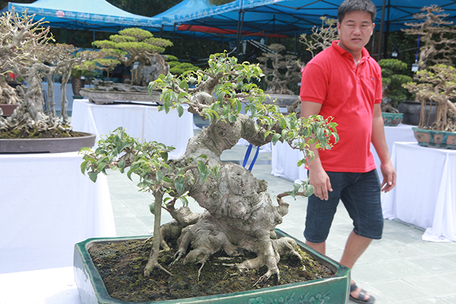 nguoi viet no nuc mang sanh bonsai gia ca tram trieu di trien lam hinh anh 7