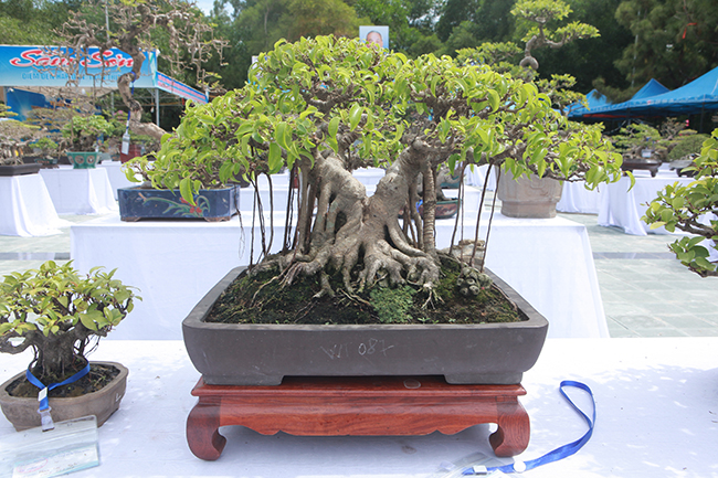 nguoi viet no nuc mang sanh bonsai gia ca tram trieu di trien lam hinh anh 8