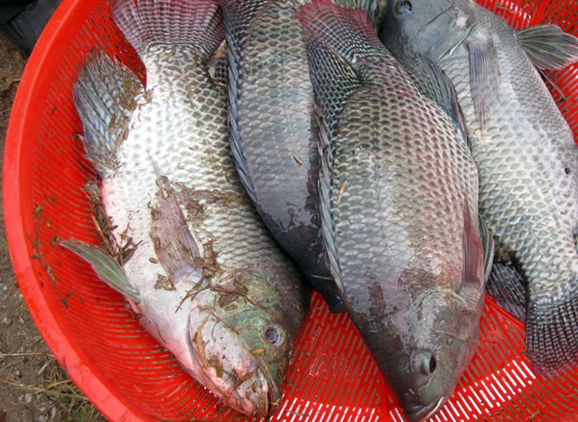 Kỹ thuật nuôi cá rô phi cho năng suất cao  Tạp chí Thủy sản Việt Nam