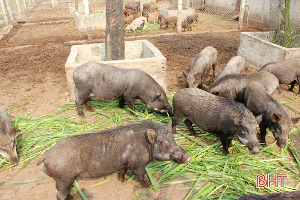 Mục sở thị mô hình nuôi lợn rừng quy mô khủng  Khởi nghiệp VTC16  YouTube