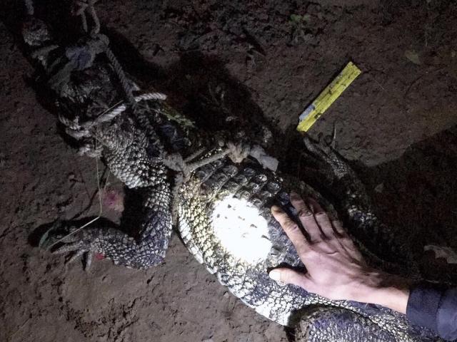 Bình Dương: Hoảng hồn-cá sấu hoang từ sông Đồng Nai bò vào nhà