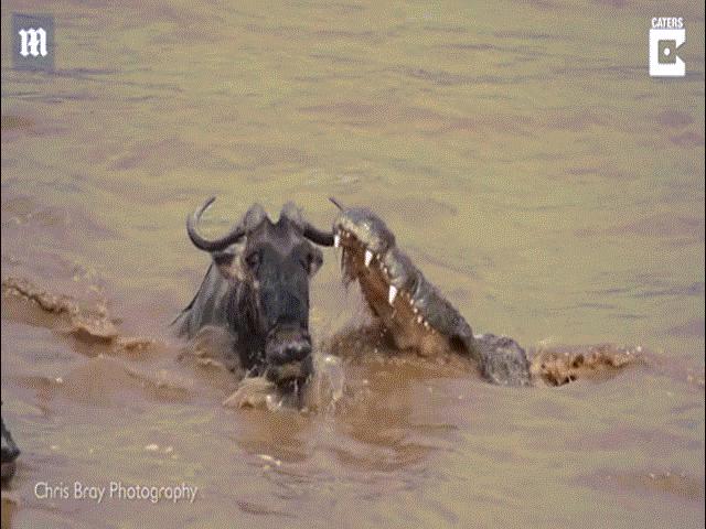Lội sông bị cá sấu khổng lồ chặn đớp, linh dương đầu bò vẫn thoát hiểm khó tin