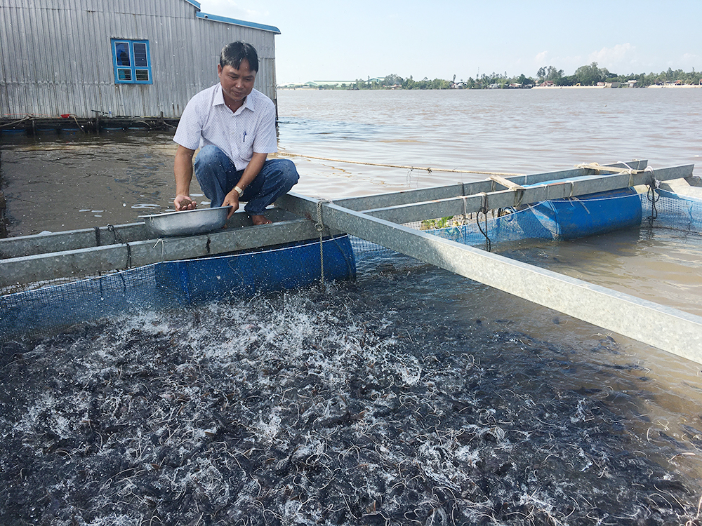 Chi tiết chi phí nuôi cá lăng