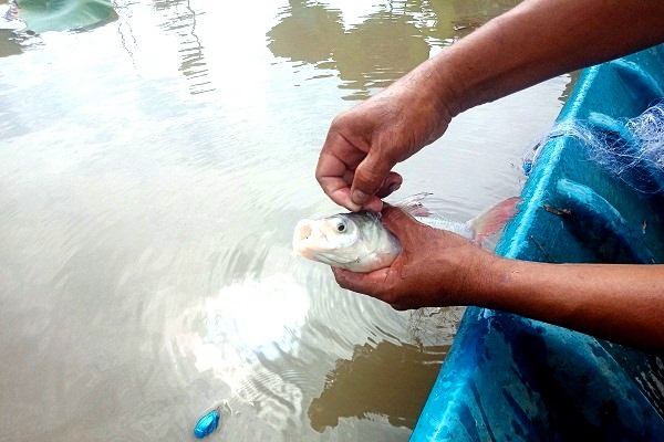 Trồng sen bán ngó mô hình lưỡng tiện