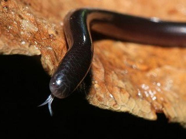 Hoảng hồn loài rắn bé tin hin cực lạ ở Việt Nam