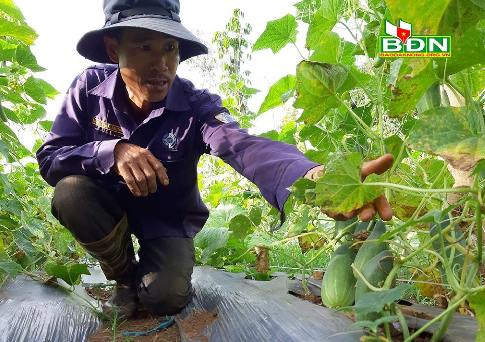 Trồng dưa lưới dưa chuột trong nhà màng hộ anh nguyễn văn định xóm Vĩnh  Sơn xã Vĩnh Thành huyện Yên Thành