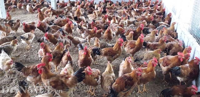 Trung tâm Khuyến nông tỉnh Thừa Thiên Huế  Mô hình nuôi gà bố mẹ sản  xuất con giống thương phẩm dựa vào cộng đồng gắn với liên kết tiêu thụ sản