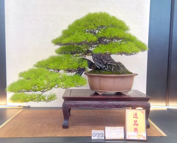 Dàn ;người mẫu; bonsai Đài Loan cực khủng sắp ;đổ bộ; về Sài thành