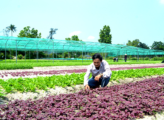 Mô hình VietGAP nâng cao rõ rệt chất lượng nông sản