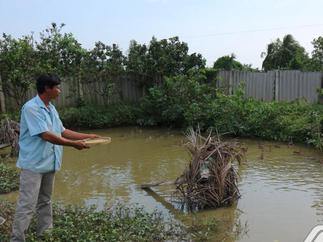 Quây kín ao nuôi bầy le le bay giỏi, nhẹ nhàng lãi 60 triệu đồng/năm