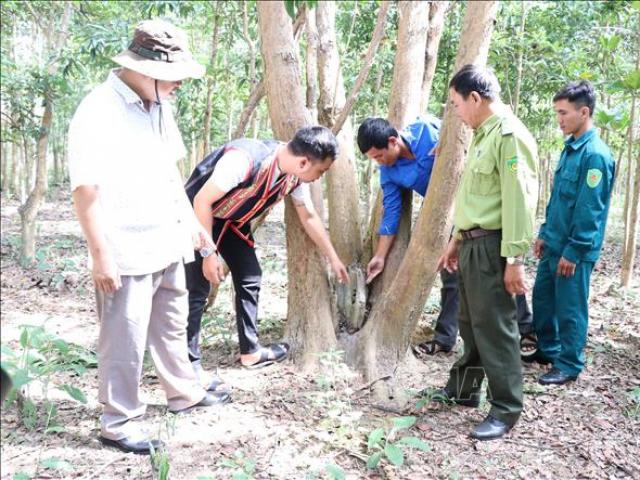 Loài cây trắc quý hiếm thế nào mà dân ở đây ngày đêm canh giữ?