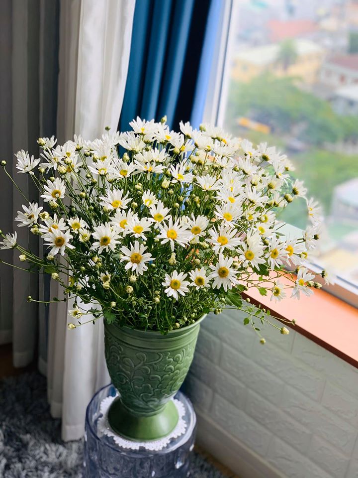 Hãy chiêm ngưỡng hình ảnh hoa cúc họa mi đẹp tuyệt vời này, khiến bạn phải ngỡ ngàng vì sự tuyệt đẹp của chúng. Các bông hoa trắng tinh khôi này sẽ khiến bạn say mê và tận hưởng khoảnh khắc bình yên.