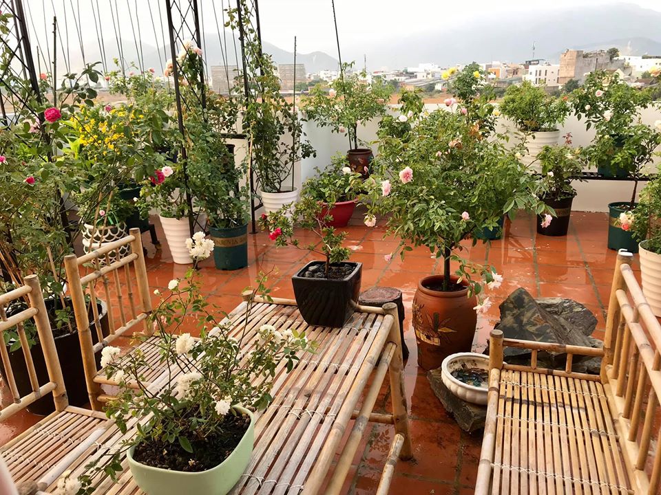 Lạc chốn bồng lai với vườn hồng trên mây nhà cô giáo dạy Văn ở Nha ...