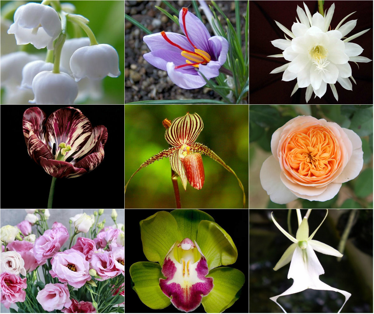 9 loài hoa đắt nhất hành tinh, có loại đến vàng 9999 cũng không là gì