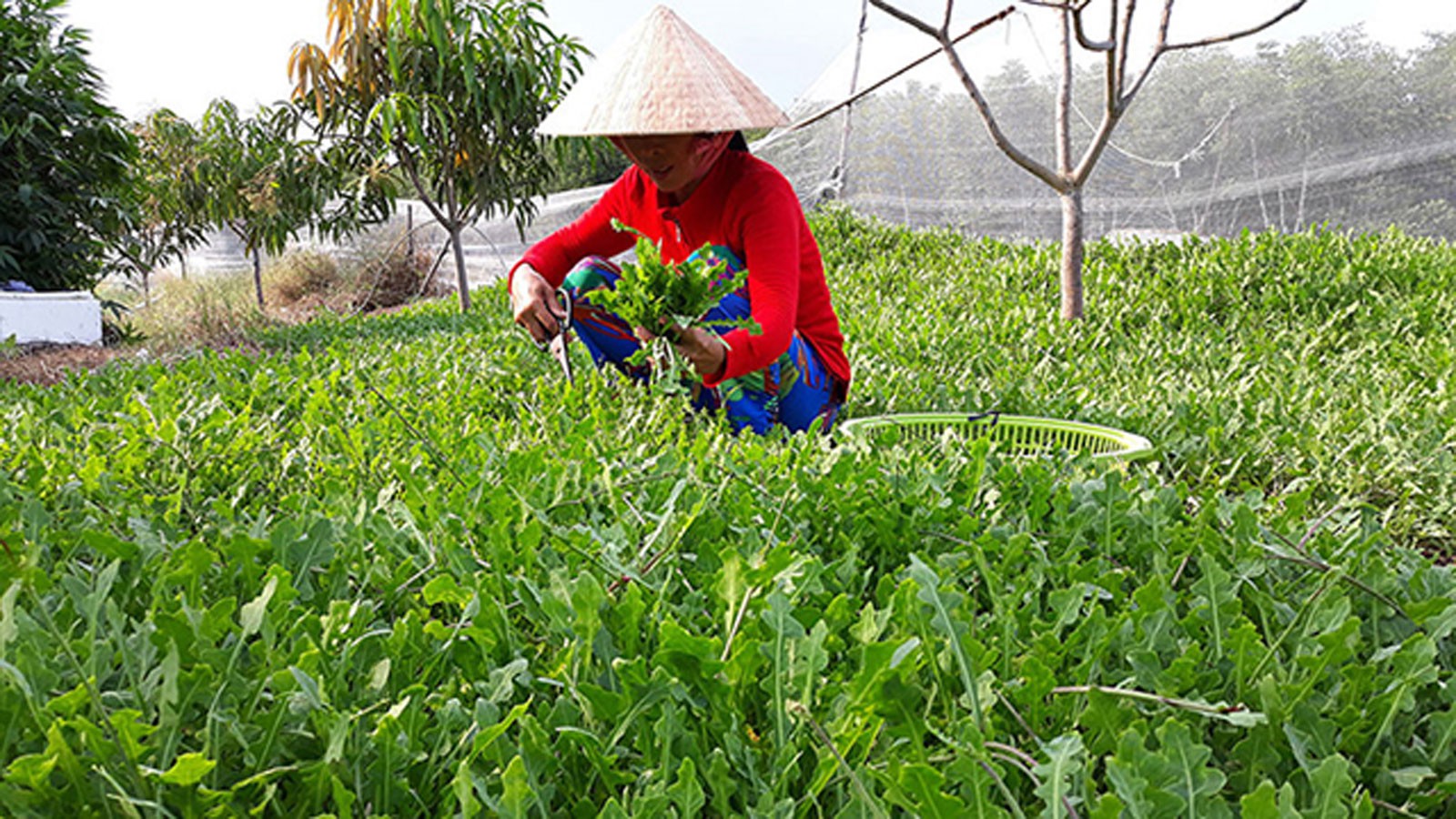 Cây sâm Việt Nam đã có chỗ đứng vững chắc trên thị trường thế giới. Và trong năm 2024, cây sâm chất lượng xuất khẩu Mỹ vẫn tiếp tục là sản phẩm độc quyền thu hút khách hàng muốn nâng cao sức khỏe.