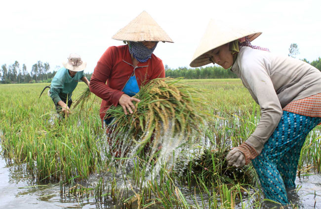 Biến đổi khí hậu làm giảm 5,8 lần năng suất nông nghiệp