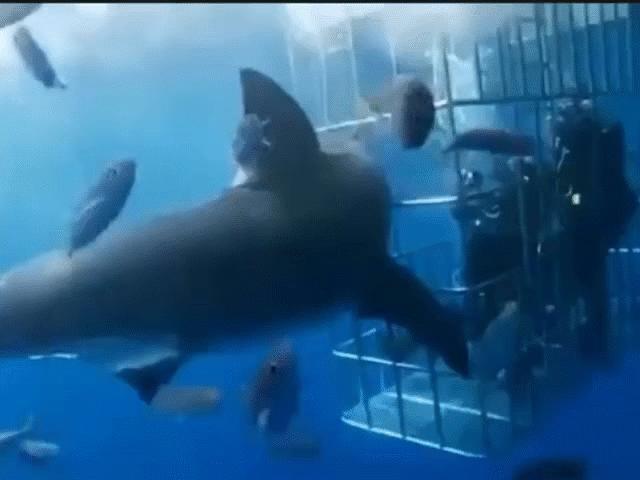 Cá mập khổng lồ húc đầu vào lồng sắt tấn công thợ lặn và cái kết đắng ngắt