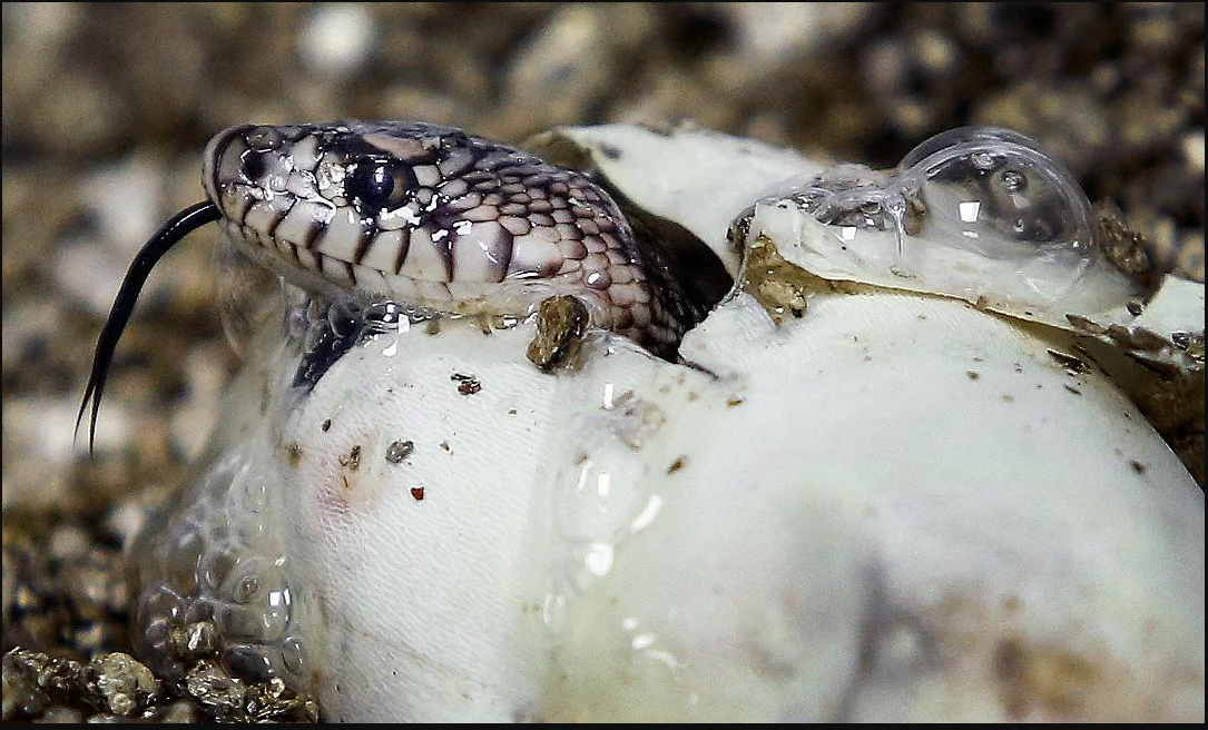 Loài rắn đẻ trứng khổng lồ, không nọc độc nhưng vô cùng nguy hiểm