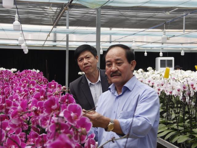 Không ngờ đây là nơi đầu tiên trồng hoa lan hồ điệp ở Quảng Trị