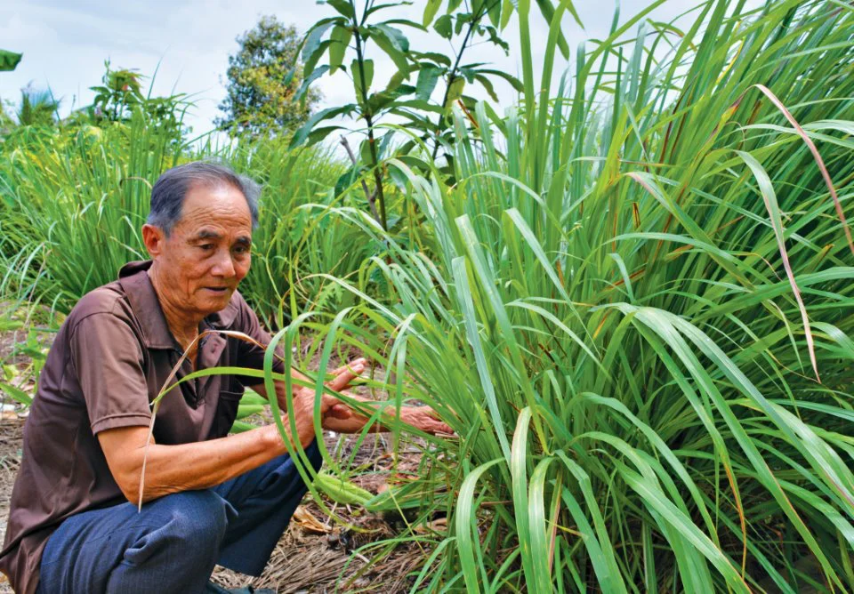 Đắng lòng vì phải tìm đầu ra cho cây sả