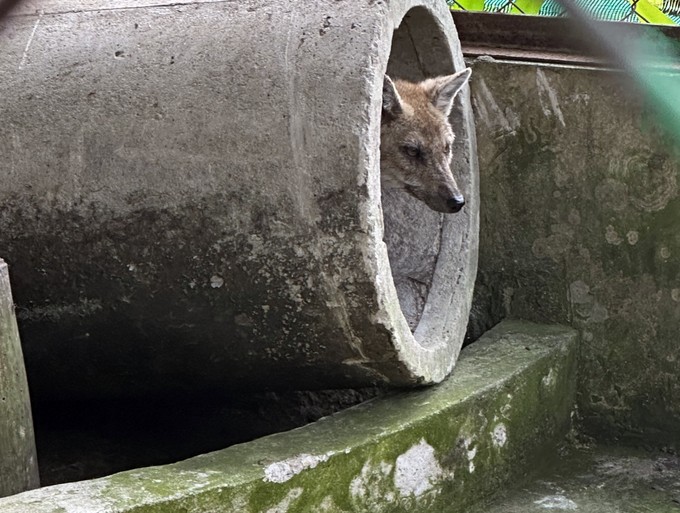 Khu rừng rậm rộng 8.500ha nổi tiếng ở Kiên Giang, vào xem thấy hai con rái cá vuốt má bám tường nhìn ra ngoài- Ảnh 4.