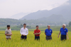 Lai Châu: Tổng kết mô hình lúa séng cù sản xuất theo quy trình hữu cơ