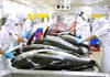 Xuất khẩu cá ngừ sang thị trường nhỏ bất ngờ tăng vọt