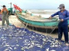 Trúng luồng cá trích, ngư dân Quảng Bình thu chục triệu mỗi ngày