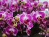 "Nữ hoàng" của các loài hoa mang vẻ đẹp cao quý khoe sắc tại Hà Nội