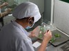 Video: Thạc sĩ sinh học mở công ty nuôi cấy mô, mỗi năm cung cấp 5 triệu cây giống cho Mỹ, Hà Lan