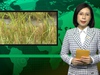 Bản tin Dân Việt Nóng ngày 2/12: Doanh nghiệp thu mua thông tin về hàng nghìn tấn lúa ST24, ST25 tồn đọng 
