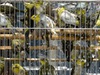 Khu chợ đặc biệt ở Hà Nội bán hàng nghìn chim phóng sinh dịp Rằm tháng 7