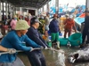 Ngư dân tại Nha Trang hối hả bán tháo hải sản, “chạy” bão Noru