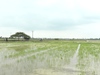 Hải Dương: Nhiều diện tích lúa gieo vãi ở Tứ Kỳ chết hàng loạt