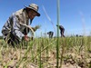 Clip: Sản lượng lúa gạo của Thái Lan năm nay dự báo giảm do El Nino