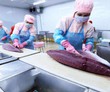Gỡ "nút thắt" trong khâu nguyên liệu xuất khẩu cá ngừ