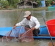 Nuôi tôm, nuôi cá ở Cà Mau năm nay dân trúng lớn, sản lượng tốt lên, giá bán còn tốt hơn, Tết sung túc