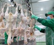 Hiện thực hóa mục tiêu xuất khẩu nông sản 100 tỷ USD: Ngành gia cầm khai phá "kho vàng" Halal (Bài 3)